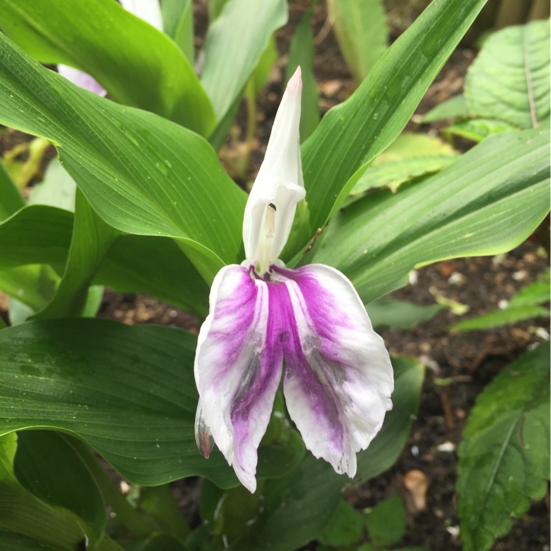Roscoea purpurea Wisley Amethyst in the GardenTags plant encyclopedia Roscoea Wisley Amethyst in the GardenTags plant encyclopedia