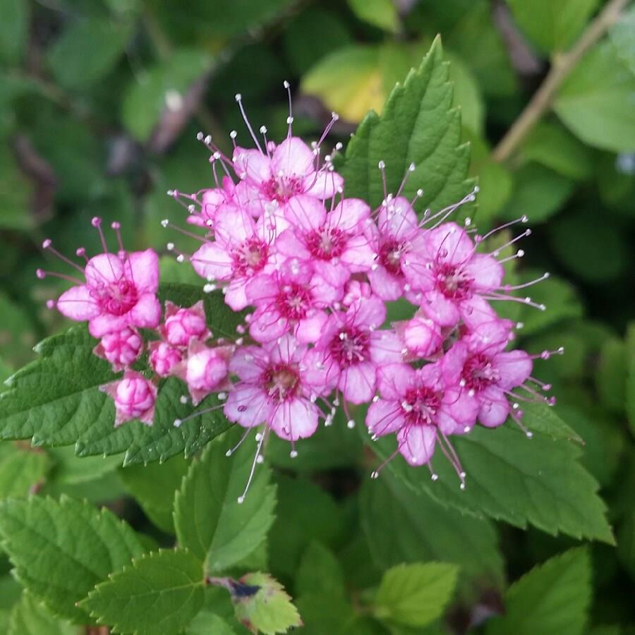 Spiraea Alba in the GardenTags plant encyclopedia Meadowsweet in the GardenTags plant encyclopedia