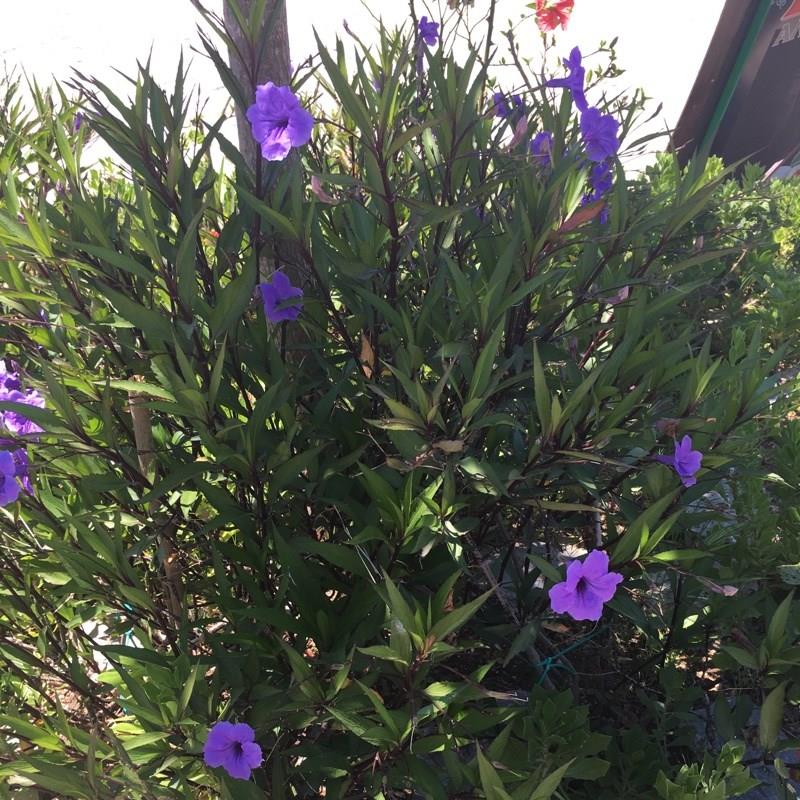 Ruellia Purple Showers in the GardenTags plant encyclopedia
