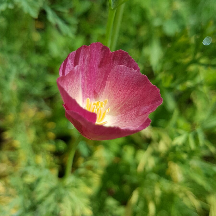 Eschscholzia californica Carmine King in the GardenTags plant encyclopedia California Poppy Carmine King in the GardenTags plant encyclopedia