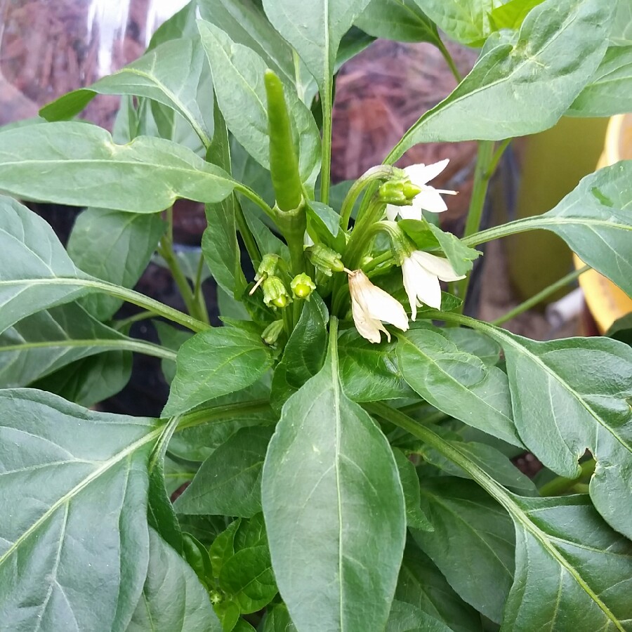 Chilli Pepper Thai Hot in the GardenTags plant encyclopedia