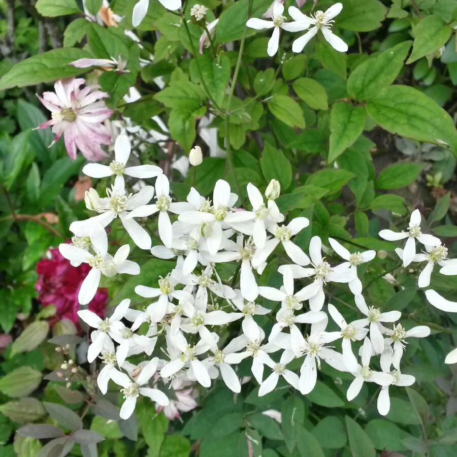 Clematis recta Purpurea in the GardenTags plant encyclopedia Clematis Purpurea in the GardenTags plant encyclopedia