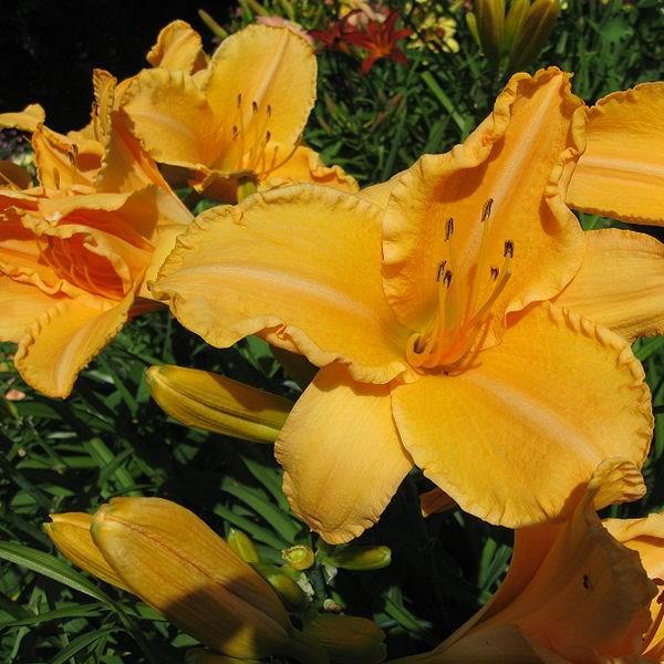Hemerocallis Ruffled Apricot in the GardenTags plant encyclopedia Daylily Ruffled Apricot in the GardenTags plant encyclopedia