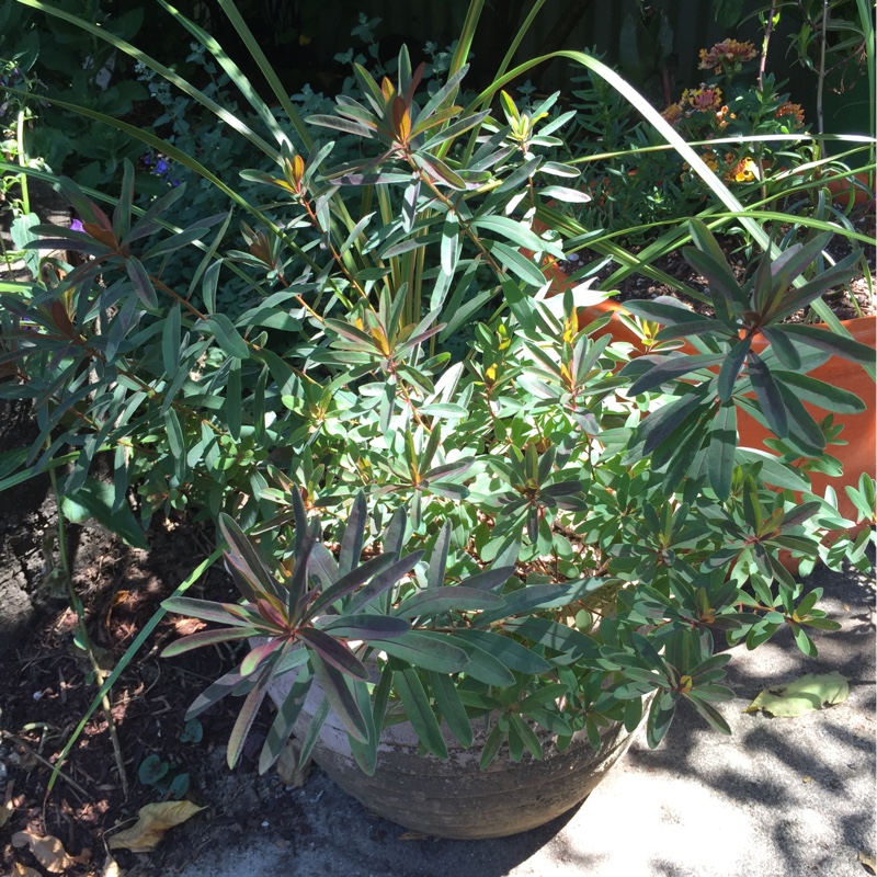 Euphorbia x martini Waleuphrud syn. Euphorbia x martini Rudolph in the GardenTags plant encyclopedia Martins Spurge Rudolph in the GardenTags plant encyclopedia