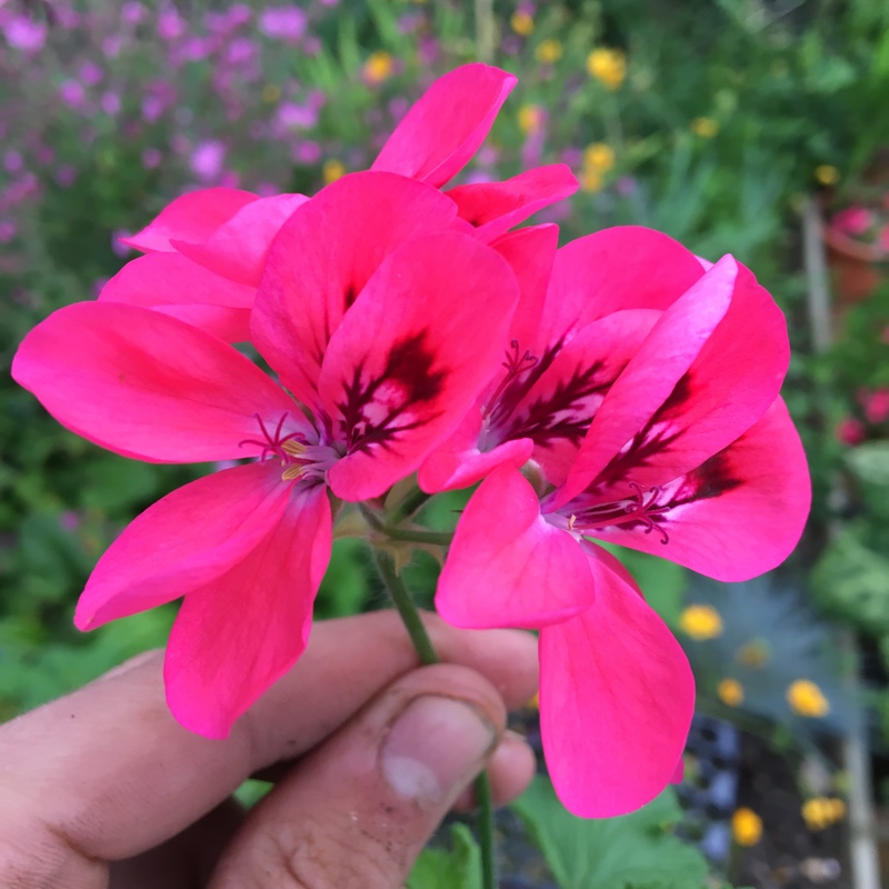 Pelargonium Welling in the GardenTags plant encyclopedia Pelargonium Welling (Scented) in the GardenTags plant encyclopedia