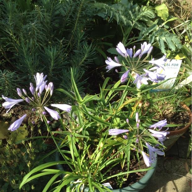 Agapanthus Streamline in the GardenTags plant encyclopedia African Lily Streamline in the GardenTags plant encyclopedia