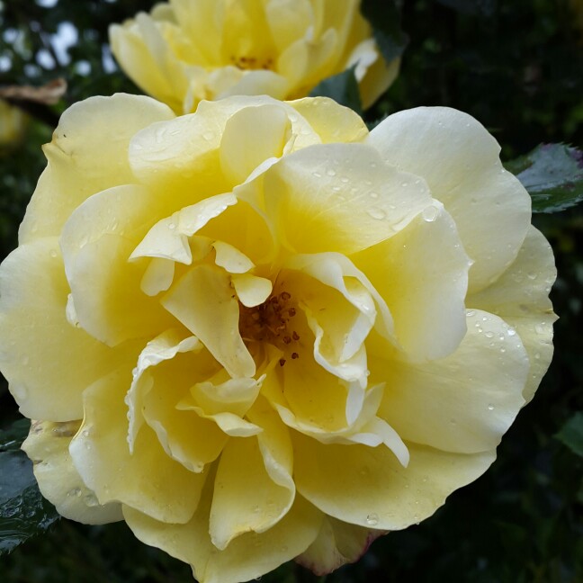 Rosa Yellow Dream in the GardenTags plant encyclopedia Rose Yellow Dream (Patio) in the GardenTags plant encyclopedia