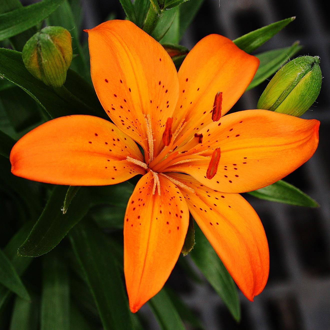 https://www.gardentags.com/plant-encyclopedia/images/12673/lilium-orange-joy.jpeg