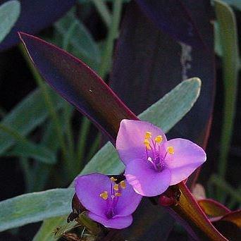 Purple-Heart Spiderwort Purpurea in the GardenTags plant encyclopedia