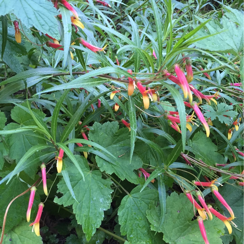 Cuphea micropetala in the GardenTags plant encyclopedia Mexican Giant Cigar Plant in the GardenTags plant encyclopedia