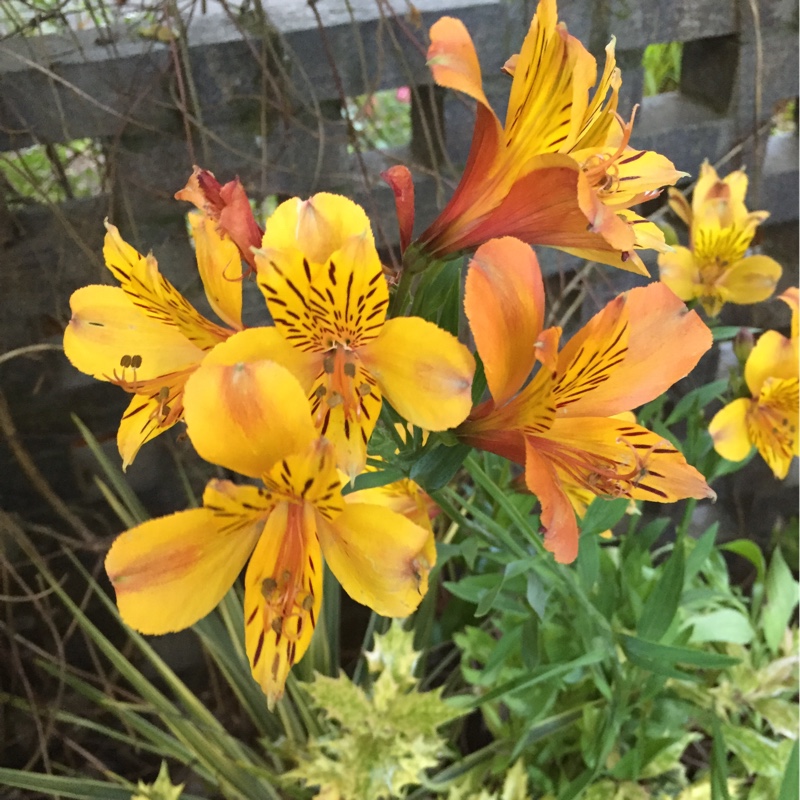 Alstroemeria Third Harmonic in the GardenTags plant encyclopedia Peruvian Lily Third Harmonic in the GardenTags plant encyclopedia