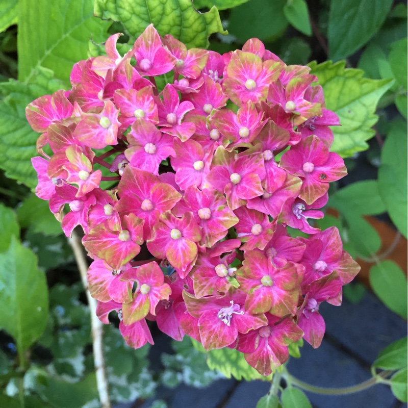 Hydrangea Next Generation Pistachio in the GardenTags plant encyclopedia Hydrangea Next Generation Pistachio in the GardenTags plant encyclopedia