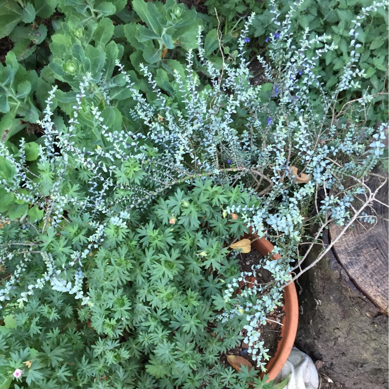 Shrubby Veronica Quicksilver in the GardenTags plant encyclopedia