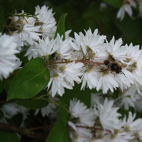 Image of Fuzzy Deutzia honey