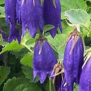 Campanula Sarastro in the GardenTags plant encyclopedia Bellflower Sarastro in the GardenTags plant encyclopedia