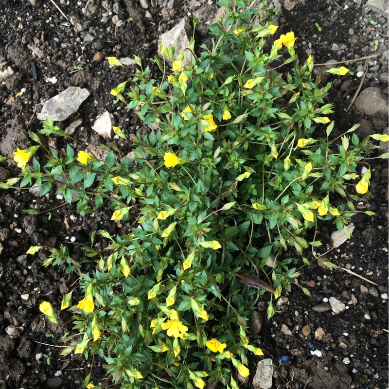 Mecardonia Magic Carpet™ in the GardenTags plant encyclopedia