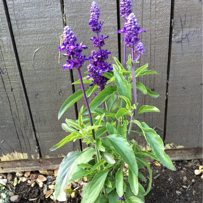 Salvia farinacea Evolution Blue in the GardenTags plant encyclopedia Salvia Evolution Blue in the GardenTags plant encyclopedia
