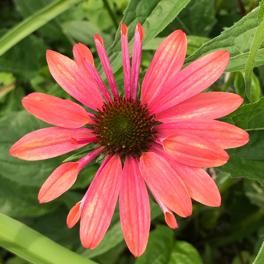 Echinacea Cheyenne Spirit (Orange) in the GardenTags plant encyclopedia Coneflower Cheyenne Spirit (Orange) in the GardenTags plant encyclopedia