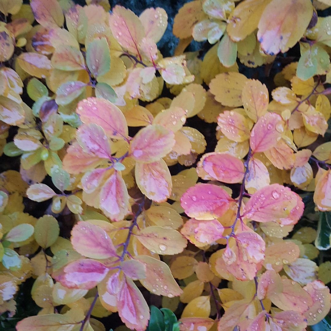 Spiraea betulifolia Tor in the GardenTags plant encyclopedia Birch Leaved Spiraea in the GardenTags plant encyclopedia