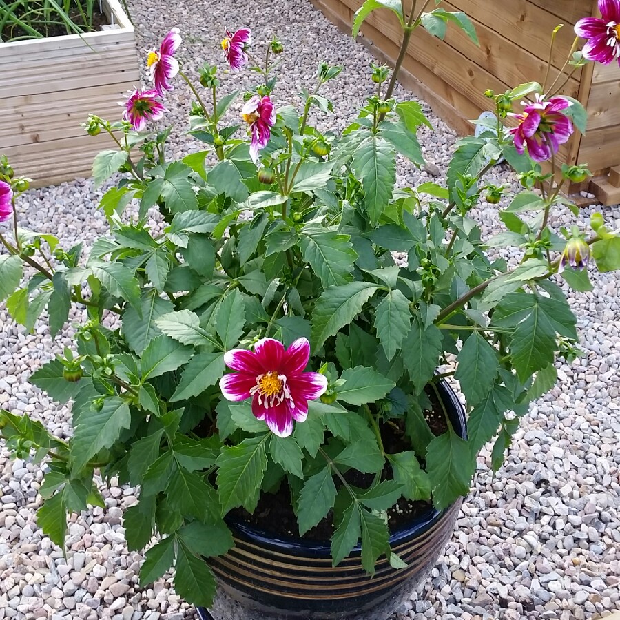 Dahlia Impression Fabula in the GardenTags plant encyclopedia Dahlia Impression Fabula in the GardenTags plant encyclopedia