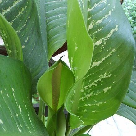 Dumb cane in the GardenTags plant encyclopedia