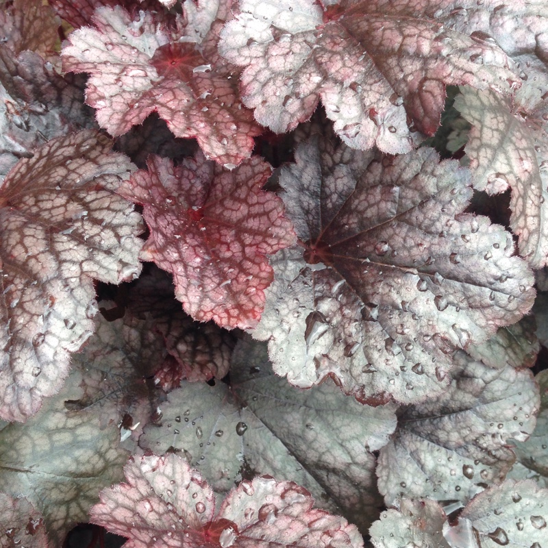 Heuchera Pewter Moon in the GardenTags plant encyclopedia Alumroot Pewter Moon in the GardenTags plant encyclopedia
