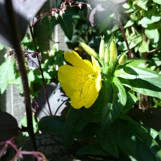 Oenothera in the GardenTags plant encyclopedia Evening Primrose in the GardenTags plant encyclopedia