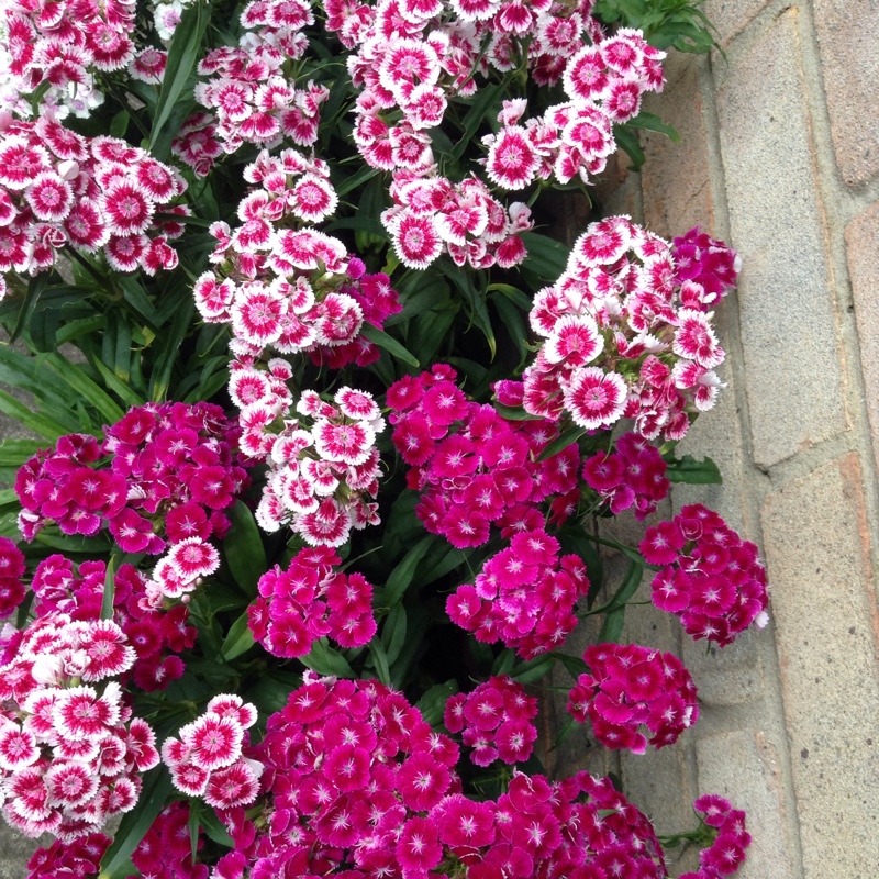 Dianthus barbatus in the GardenTags plant encyclopedia Sweet William in the GardenTags plant encyclopedia
