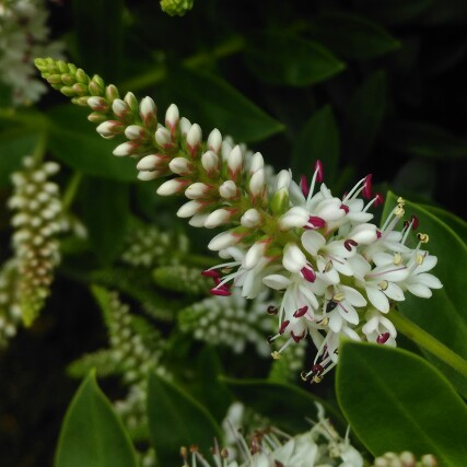 Hebe White Spritzer in the GardenTags plant encyclopedia Shrubby Veronica White Spritzer in the GardenTags plant encyclopedia