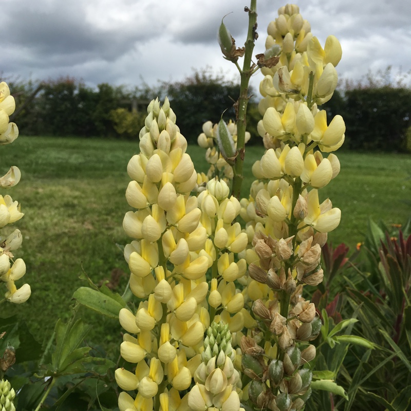 Lupinus Chandelier in the GardenTags plant encyclopedia Lupin Chandelier in the GardenTags plant encyclopedia