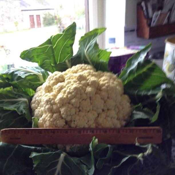 Brassica oleracea (Botrytis Group) Aalsmeer in the GardenTags plant encyclopedia Cauliflower Aalsmeer in the GardenTags plant encyclopedia