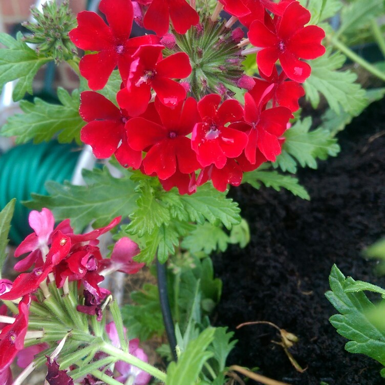 Verbena Magelana Red in the GardenTags plant encyclopedia Verbena Magelana Red in the GardenTags plant encyclopedia