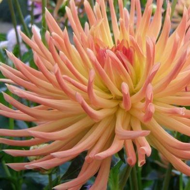 Dahlia Mondeo in the GardenTags plant encyclopedia Dahlia Mondeo in the GardenTags plant encyclopedia