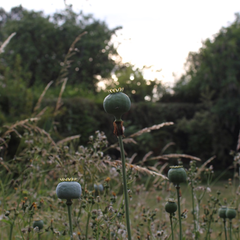 Papaver somniferum in the GardenTags plant encyclopedia Opium Poppy in the GardenTags plant encyclopedia