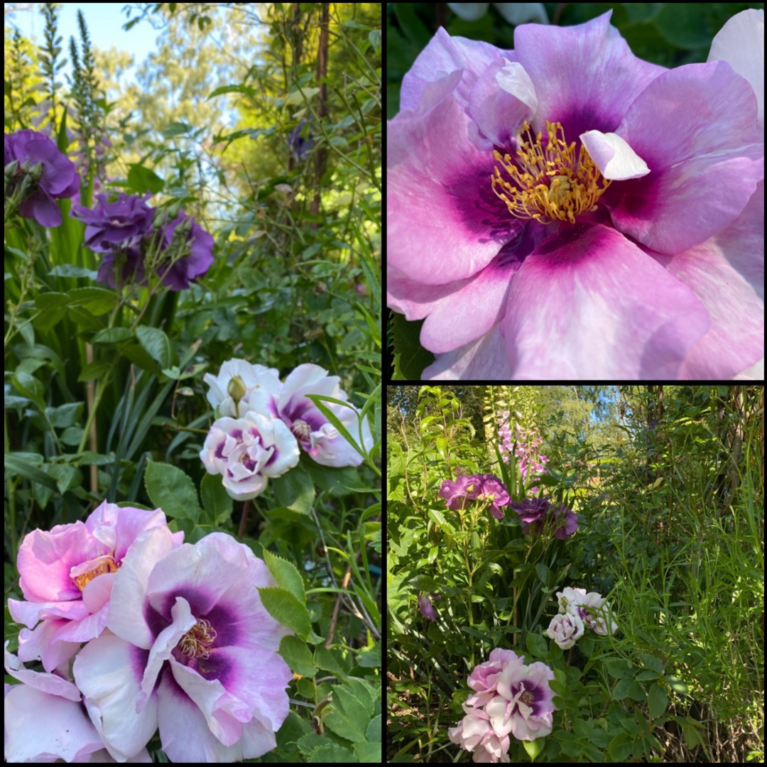 Rosa Pejbigeye syn. Rosa Eyes For You, Rosa Blue Eyes in the GardenTags plant encyclopedia Rose Eyes For You (Floribunda) in the GardenTags plant encyclopedia