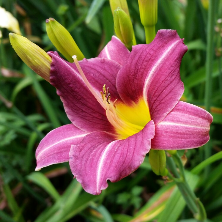 Daylily Little Grapette in the GardenTags plant encyclopedia