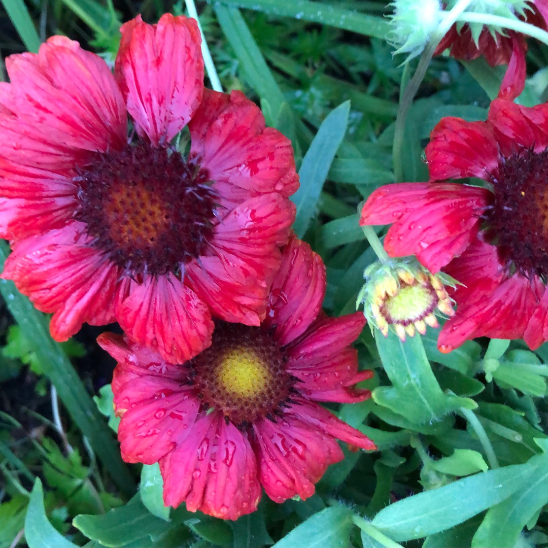 Gaillardia x grandiflora Celebration syn. Gaillardia Celebration in the GardenTags plant encyclopedia Blanket Flower Celebration in the GardenTags plant encyclopedia