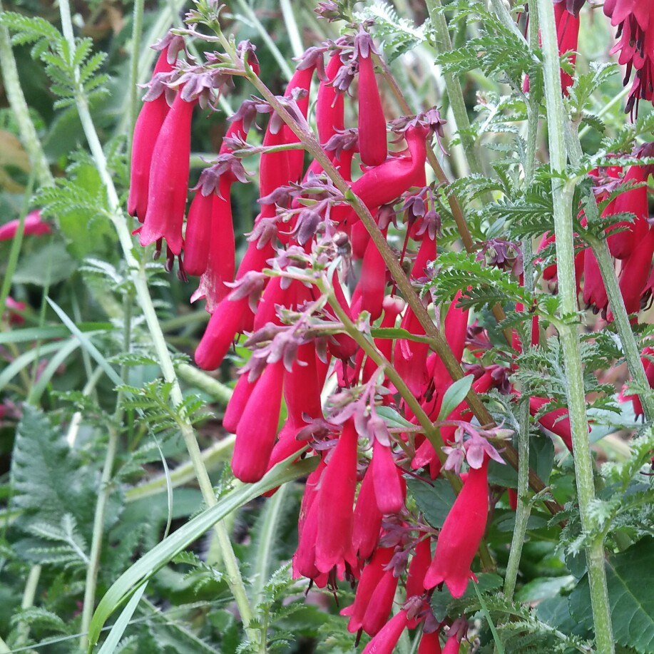 Phygelius capensis Magenta in the GardenTags plant encyclopedia Cape Figwort Magenta in the GardenTags plant encyclopedia
