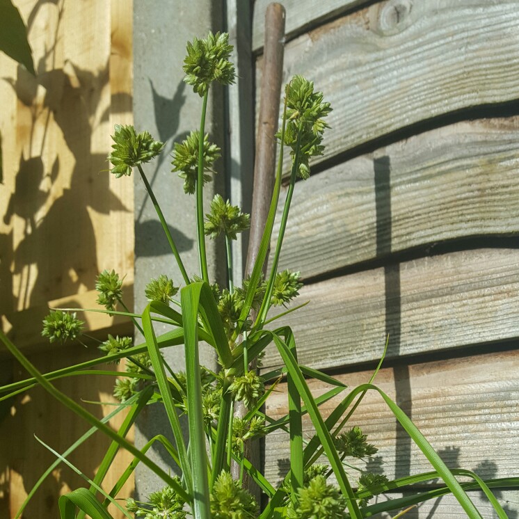 Cyperus glaber in the GardenTags plant encyclopedia Hardy Papyrus in the GardenTags plant encyclopedia