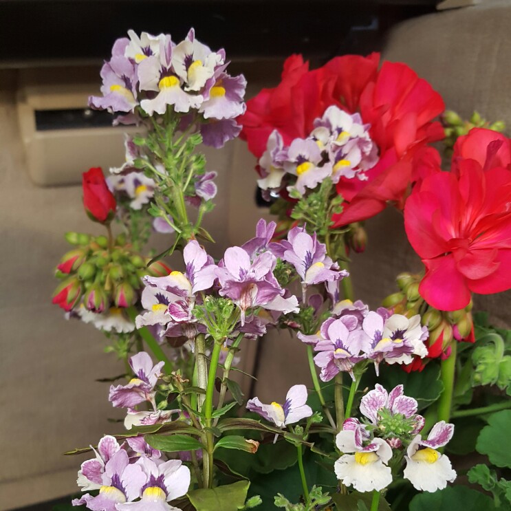 Nemesia Mareto Bicolour Rose in the GardenTags plant encyclopedia Nemesia Mareto Bicolour Rose in the GardenTags plant encyclopedia