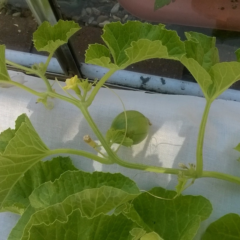 Cucumis Melo in the GardenTags plant encyclopedia Melon in the GardenTags plant encyclopedia