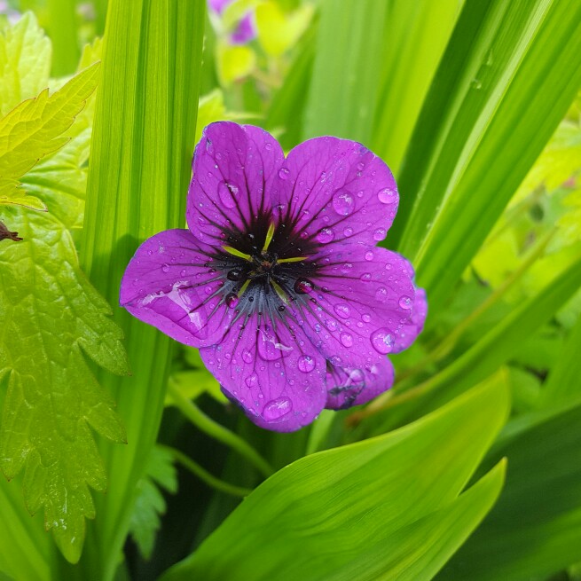 Geranium Dragon Heart in the GardenTags plant encyclopedia Geranium Dragon Heart in the GardenTags plant encyclopedia