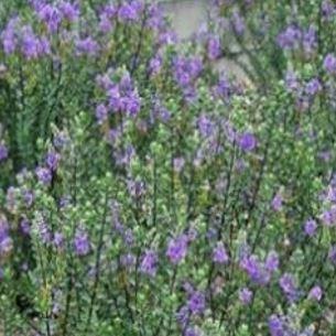 Hebe Champion in the GardenTags plant encyclopedia Shrubby Veronica Champseiont in the GardenTags plant encyclopedia