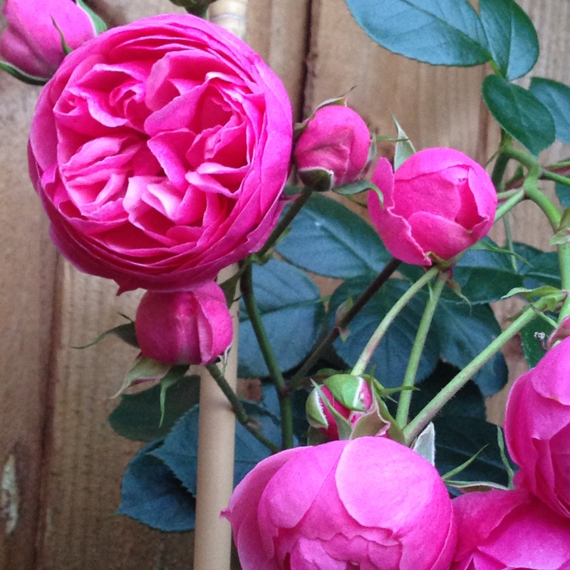 Rosa Pomponella syn; Rosa Korpompan in the GardenTags plant encyclopedia Floribunda Rose Pomponella in the GardenTags plant encyclopedia