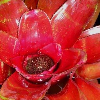 Neoregelia Lamberts Pride in the GardenTags plant encyclopedia Neoregelia Lamberts Pride in the GardenTags plant encyclopedia