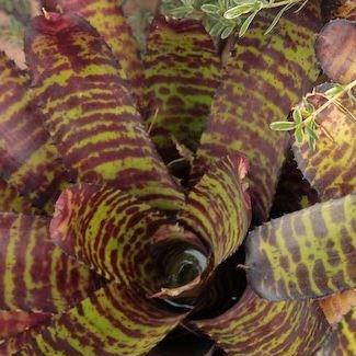 Neoregelia Hannibal Lector in the GardenTags plant encyclopedia Neoregelia Hannibal Lector in the GardenTags plant encyclopedia