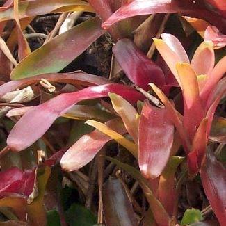 Neoregelia Fireball in the GardenTags plant encyclopedia Neoregelia Fireball in the GardenTags plant encyclopedia