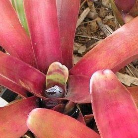 Neoregelia Firesprite in the GardenTags plant encyclopedia Neoregelia Firesprite in the GardenTags plant encyclopedia
