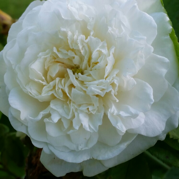 Rosa Mme Legras De St Germain in the GardenTags plant encyclopedia Old Rose Mme Legras De St Germain in the GardenTags plant encyclopedia