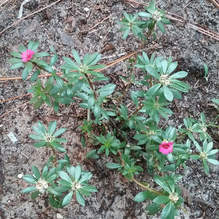Portulaca Pilosa in the GardenTags plant encyclopedia Pink Purslane in the GardenTags plant encyclopedia